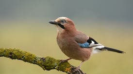 Raucous jays are the lovable gangsters of Ireland’s woodlands