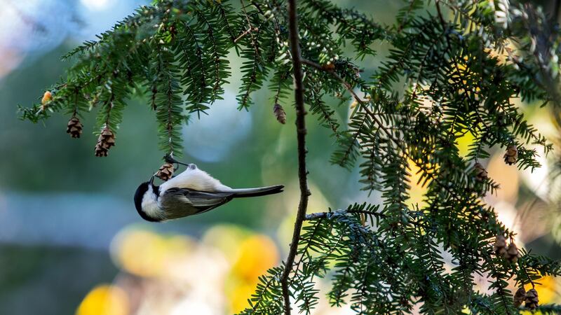 A capped Chickadee in New York’s Central Park. Photograph: Demetrius Freeman/The New York Times