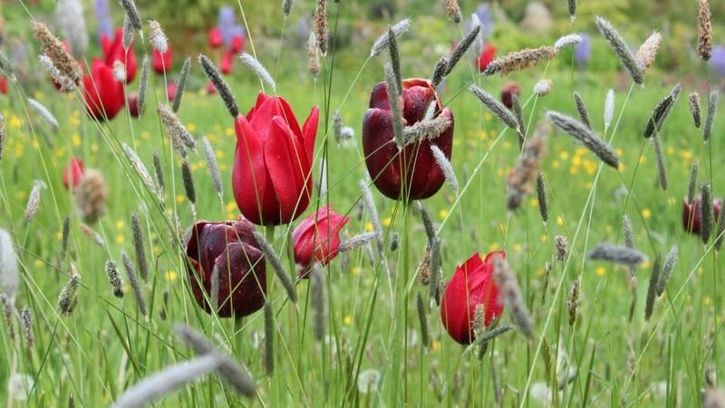 Tulips Red Shine and Abu Hassan in June Blake’s Co Wicklow garden. Photograph: Richard Johnston