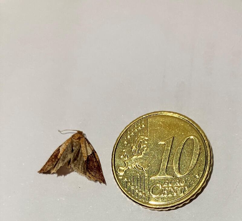 Male light brown apple moth. Photograph: Mary Gough