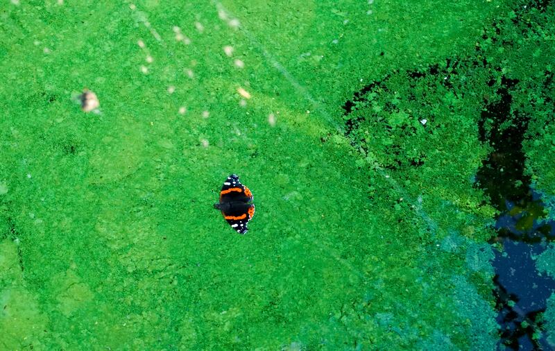 A ladybird caught in the toxic algae of Lough Neagh. Photograph: Enda O'Dowd