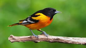 Number of birds in North America declines by 3 billion