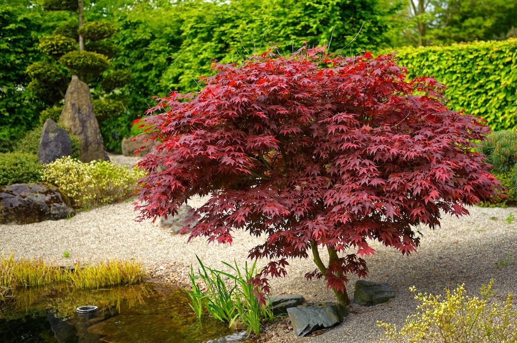 Acer palmatum 'Bloodgood'. Photograph: Alamy/PA.