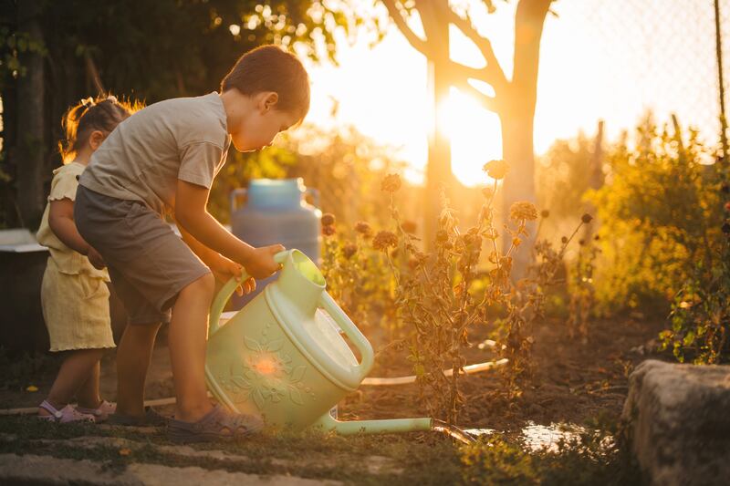 Watering cans, rather than hoses, are best way to conserve supplies while giving plants a drink. File image. Photograph: Strelciuc Dumitru/Getty