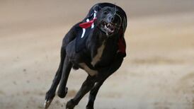 Eleven greyhounds found dead on Irish ferry in France