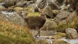 Calls for larger deer culls after record 55,000 shot dead last year