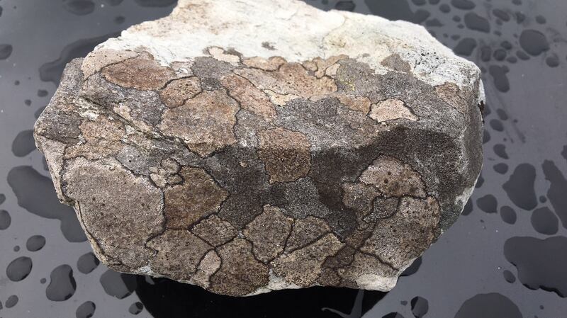 The crustose lichen, Fuscidea cyathoides