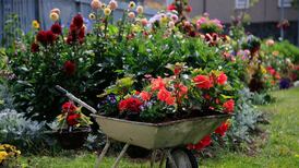Gardeners warned of rise in infection risks due to hot weather