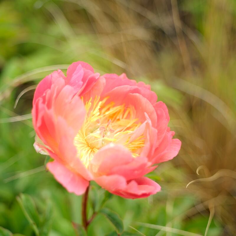 Paeony in flower. Photograph: Richard Johnston