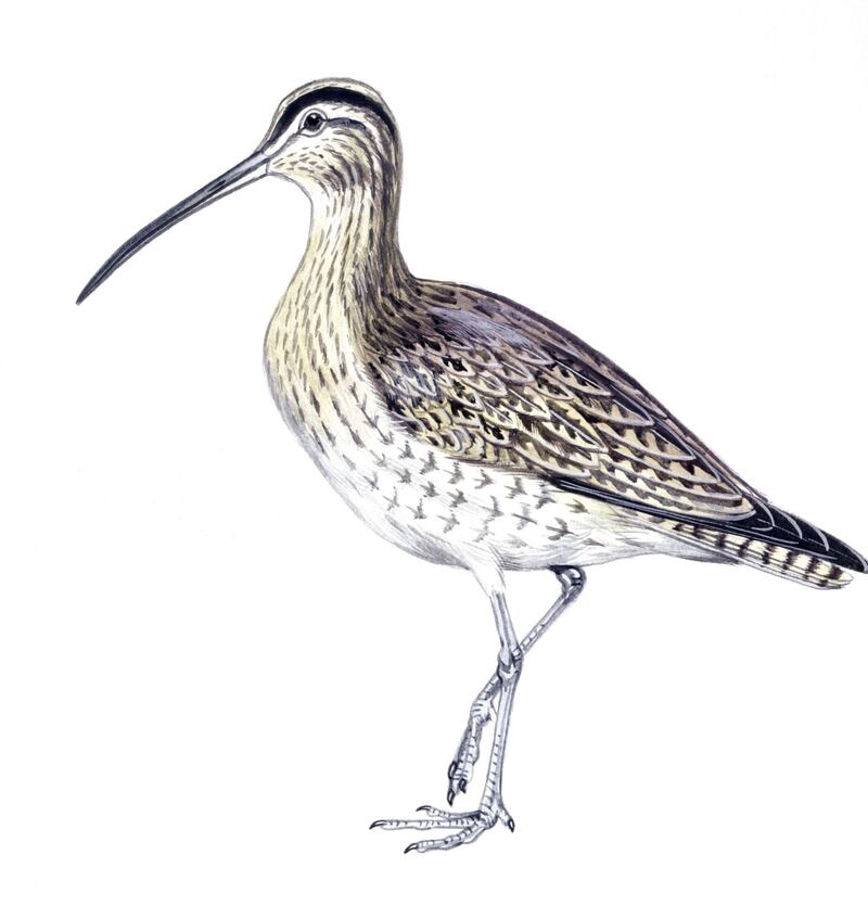 Whimbrel