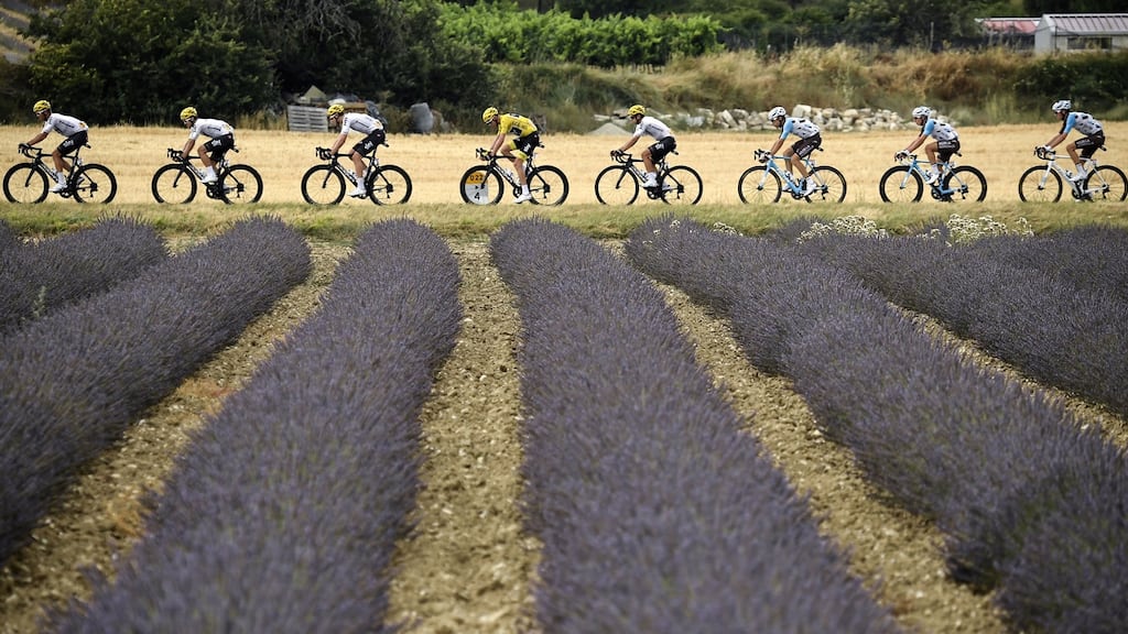 Christopher Froome, wearing the overall leader’s yellow jersey, rides past a lavander field 19th stage. Photograph: Getty Images