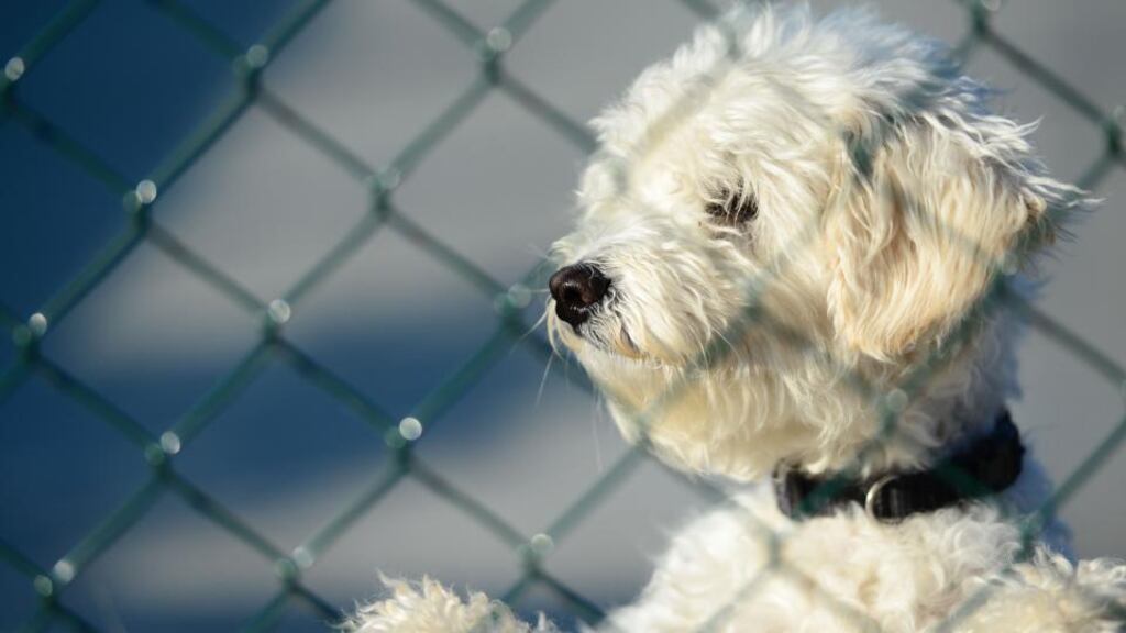 File photograph from DSPCA centre in Rathfarnham, Dublin. The organisation rehomed 1,600 animals in he past year. Photograph: Bryan O’Brien / The Irish Times