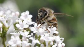 The Irish Times view on the EU nature restoration law: a plan worth supporting