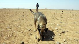 Sniffer dogs: hot on the trail with the pet detectives