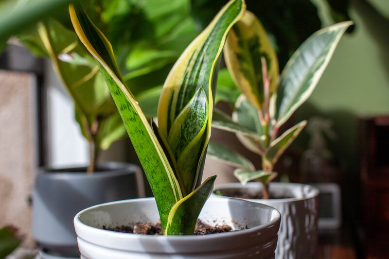 Snake plant (dracaena trifasciata)