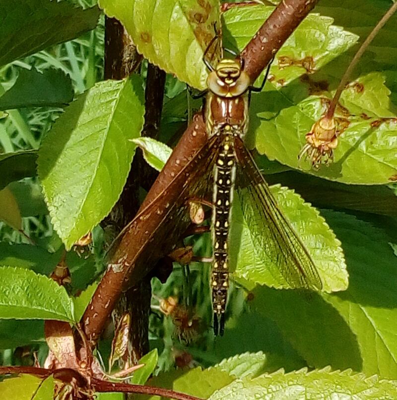 Female hairy dragonfly. Photograph supplied by Alan Hancock