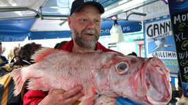 It’s fishy: rise in warm-water species found off our coasts