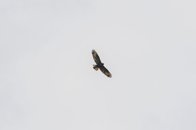 A huge brown buzzard is spotted from the lands. Photograph: Dan Dennison