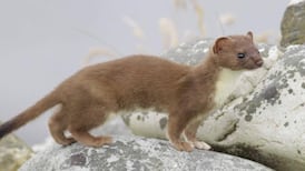 Have you seen the elusive Irish stoat?