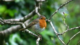 Why are there robins on Christmas cards? Readers’ nature queries