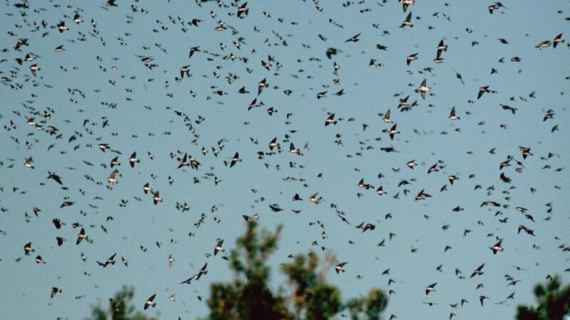 Natural order: new borders cannot stop swallows migrating from Africa to Malin Head, via Land’s End and Strabane. Photograph: James L Amos/Corbis Documentary/Getty