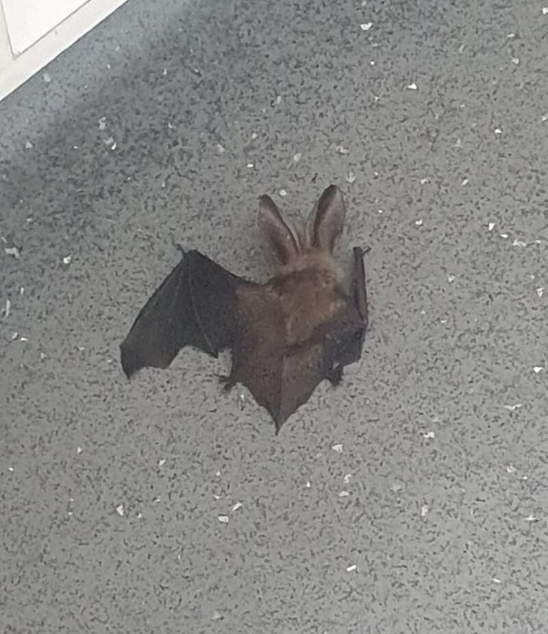 Long-eared bat. Photograph supplied by Josh Byrne