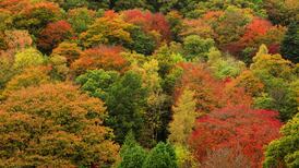 Planting trees is good for the environment, right?