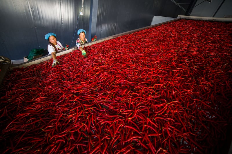 Workers sort chilli peppers at a co-operative in Yangchang town in China's Guizhou Province. Photograph: STR/AFP via Getty Images