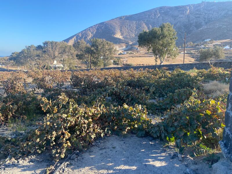Estate Argyros winery. Photograph: Corinna Hardgrave