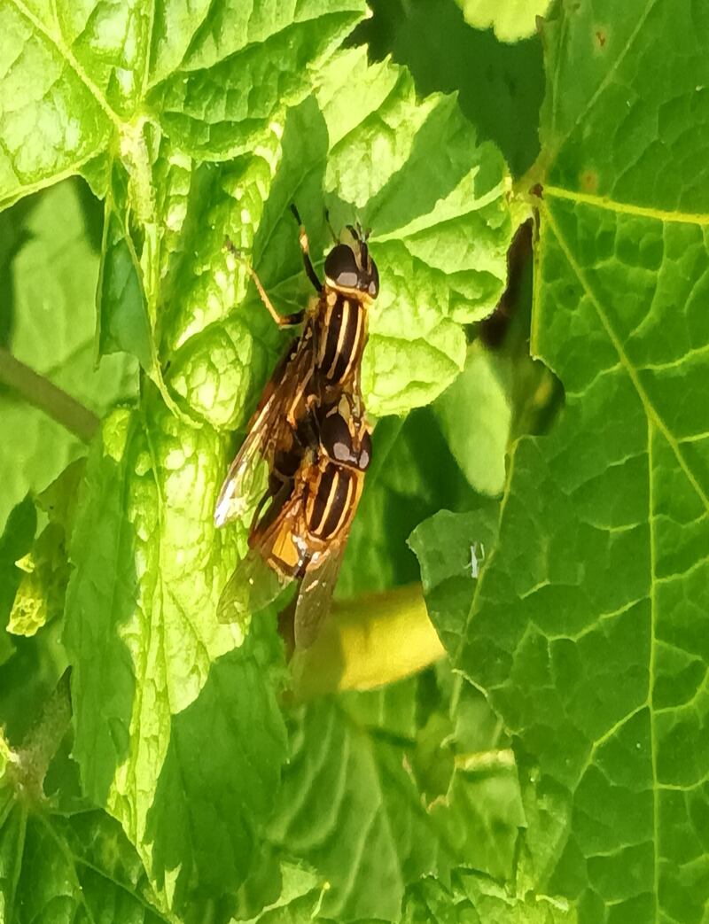 Sunfly. Photograph supplied by Mervyn Taylor
