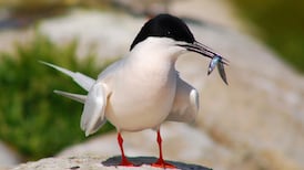 Ireland plays critical role in the protection of the most beautiful of terns