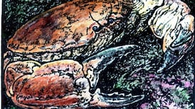 Moulting periods and the constant process of renewal