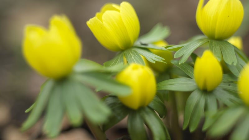 Winter aconites in flower in an Irish garden.
