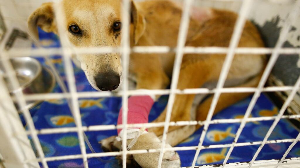 An authorised officer can seize the dog, chip and register it and pass the costs on to the owner. Photograph: EPA