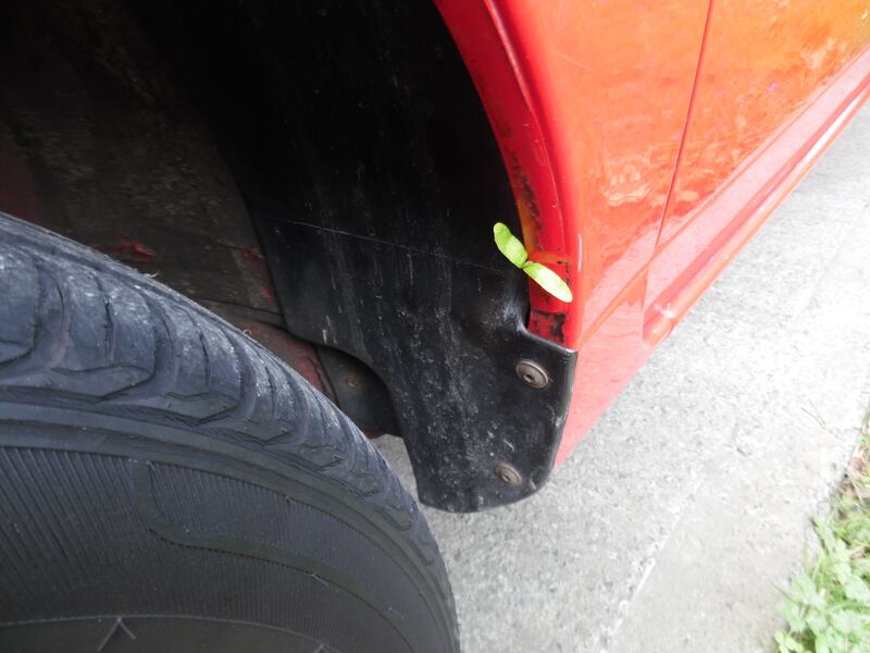 Sycamore tree seedling, supplied by Nigel Burgess