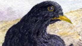 Another Life: Birds as foodies – a closer view