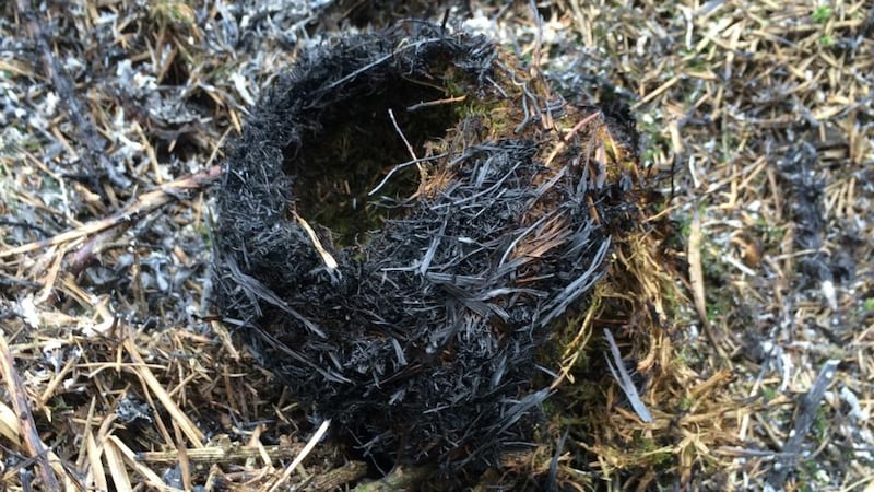 A burned-out nest, damaged in a gorse fire near Bantry, Co Cork, last year. Photograph: Bantry Fire Brigade