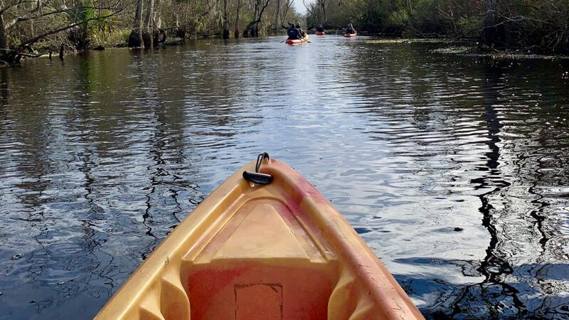 The New Orleans Kayak Swamp Tour is priced €70 and well worth it