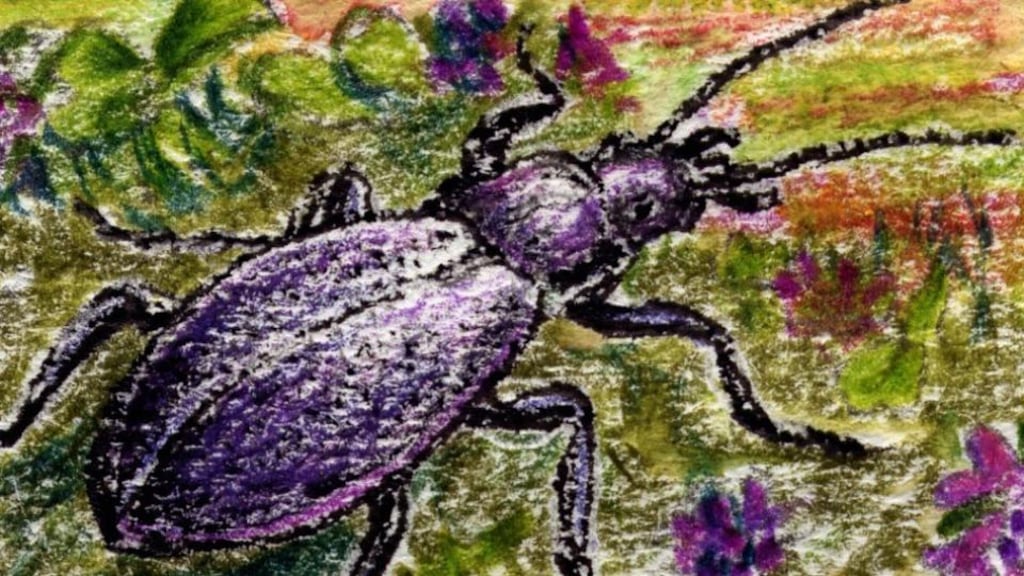 Beloved by Francis: a violet ground beetle. illustration: michael viney Beloved by Francis: a violet ground beetle. illustration: michael viney
