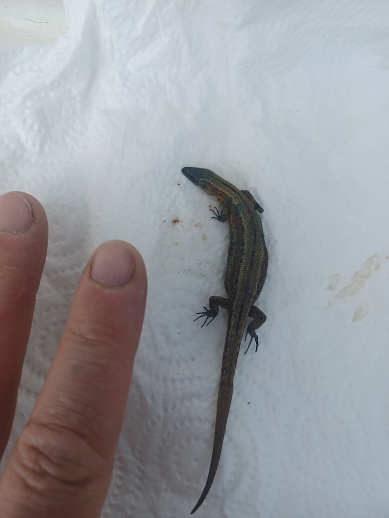 Viviparous lizard. Photograph: Willie Campbell