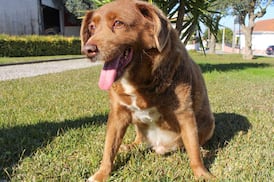 Guinness World Records reviews evidence related to ‘world’s oldest dog’ title