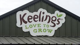 Taoiseach orders review of rules for foreign workers following arrival of fruit pickers