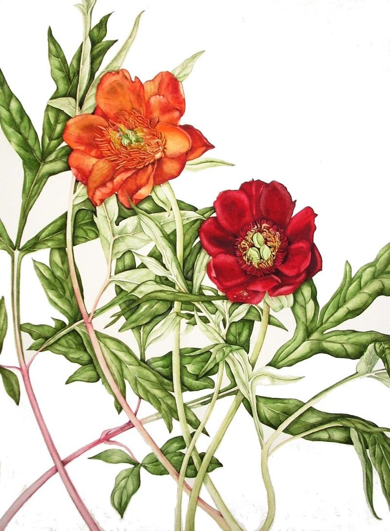 Watercolour painting of Paeonia delavayi by Wicklow-based artist Lynn Stringer, 50cm c 41cm – €550