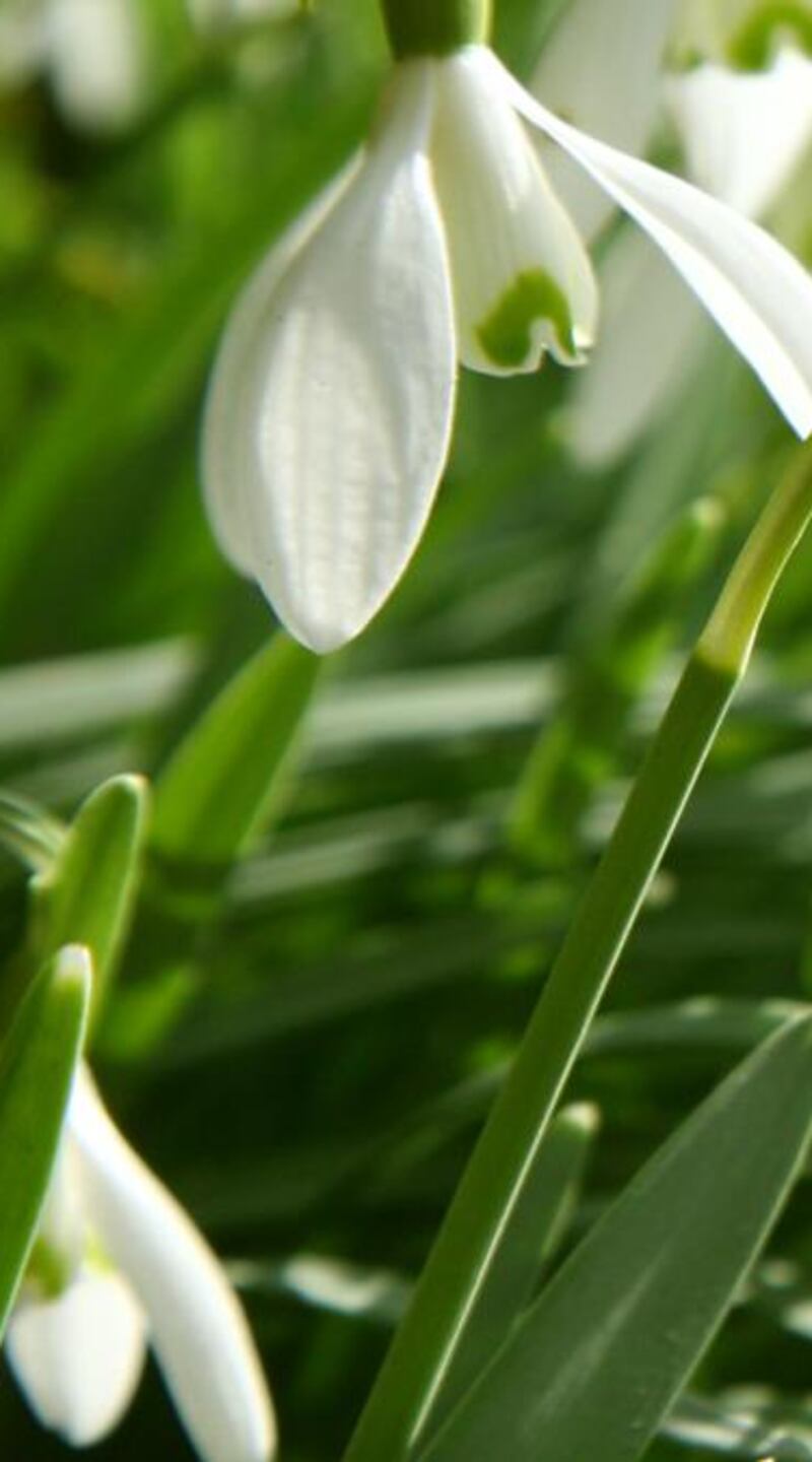 Many Irish gardens are filled with one of the best and earliest-ever displays of snowdrops. Photograph: Moment/Getty