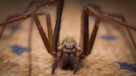 Spiders in your house? Relax, they’re just looking for love