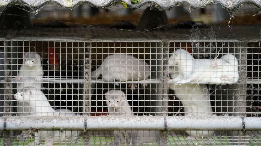 A file photograph of minks in a farm in Gjoel in North Jutland, Denmark. Photograph: EPA/Mads Claus Rasmussen