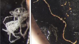 Risk to Galway prawns from microplastics rise on seabed - study