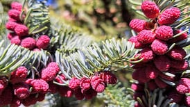 What is the name of this tree with gorgeous berries on the Wicklow Way?