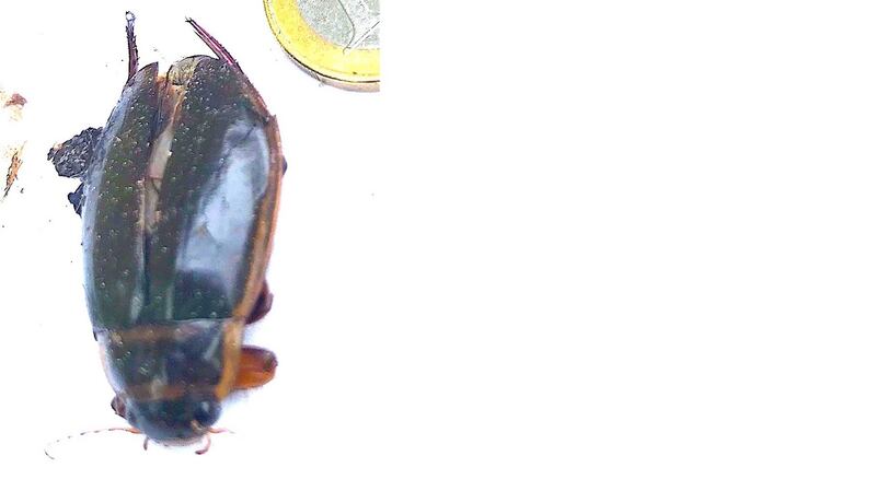 The great diving water beetle