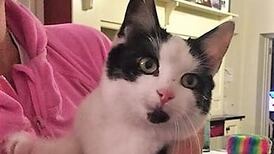 Breaking meows: kitten hitch hikes from Dundrum to Offaly